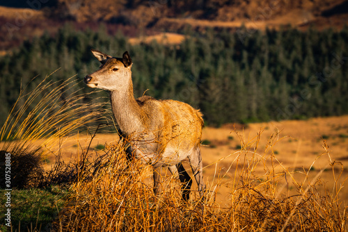 Canvas-taulu Red deer hind in Scottish Highlands