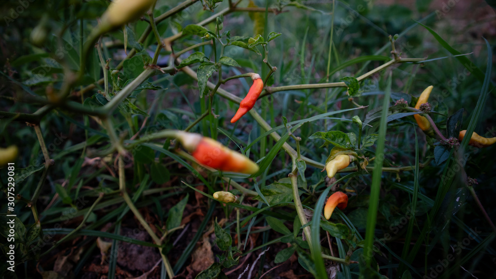 Chili cultivation, one of agriculture with good business value. Looks fertile with maximum care Chili cultivation, one of agriculture with good business value. Looks fertile with maximum care
