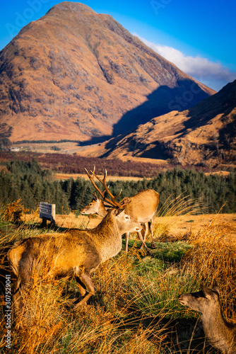 Red Deers in Glen Etive  Scotland