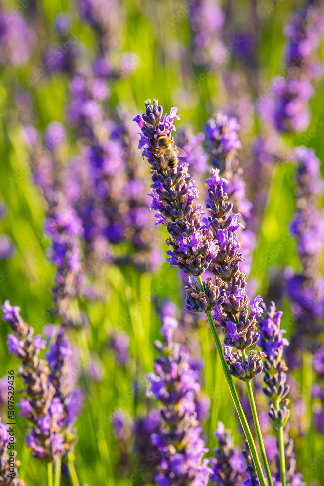 Lavender plant in full flower in Provence, France Lavender plant in full flower in Provence, France