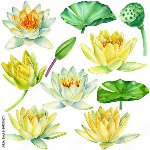 Yellow lotus flowers, leaves, buds on an isolated white background, watercolor clipart, water lily