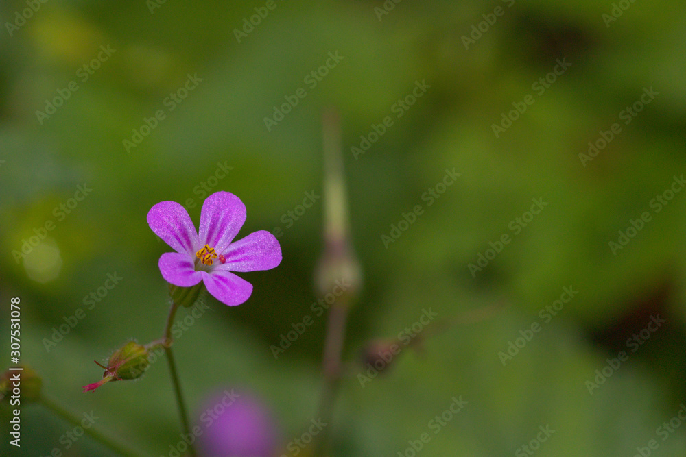 Fototapeta premium purple flower