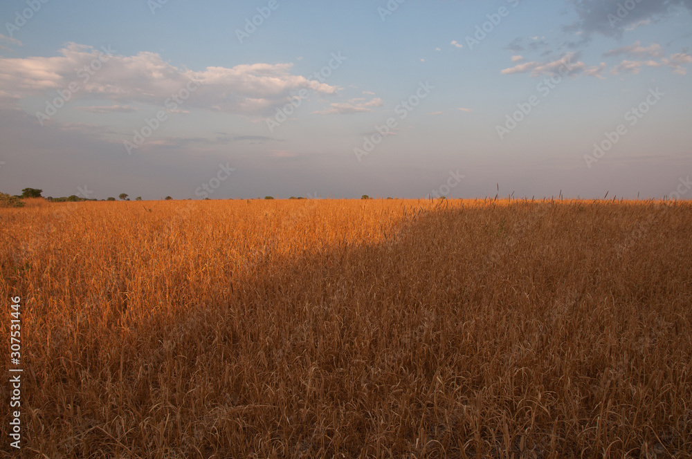 yellow pasture in central brazil