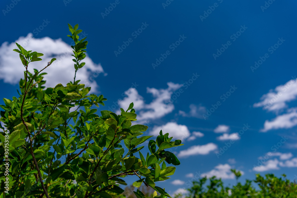 branch of tree and blue sky