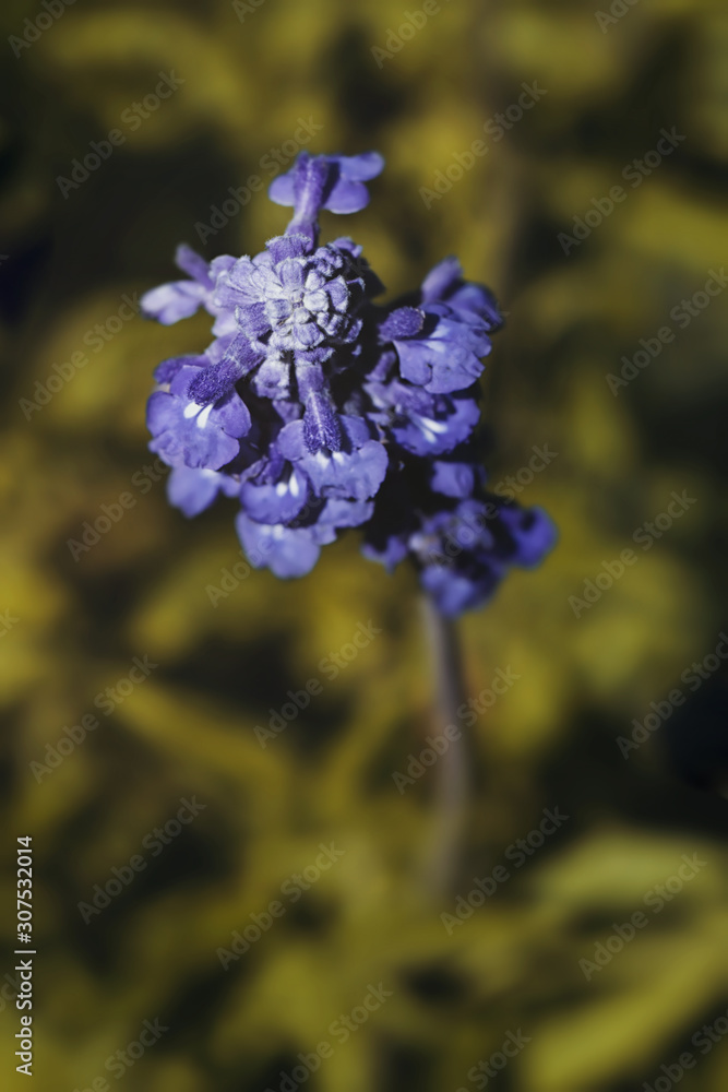 Macro of purple lavender blooms in field ,very shallow depth of field. Macro of purple lavender blooms in field ,very shallow depth of field.