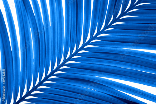Blue palm leaf on white background. Color of year 2020.