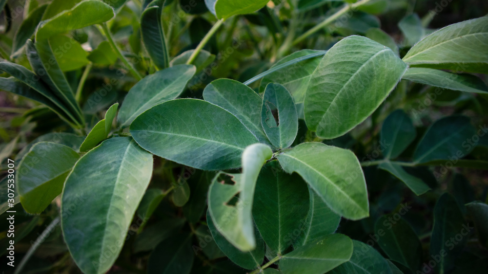 Peanut plants with fresh leaves. Good care makes more crops Peanut plants with fresh leaves. Good care makes more crops