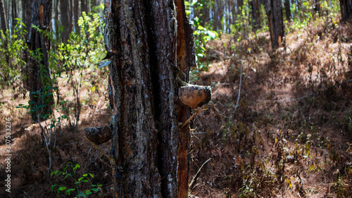 Pine sap is the main ingredient in making turpentine and other chemicals photo