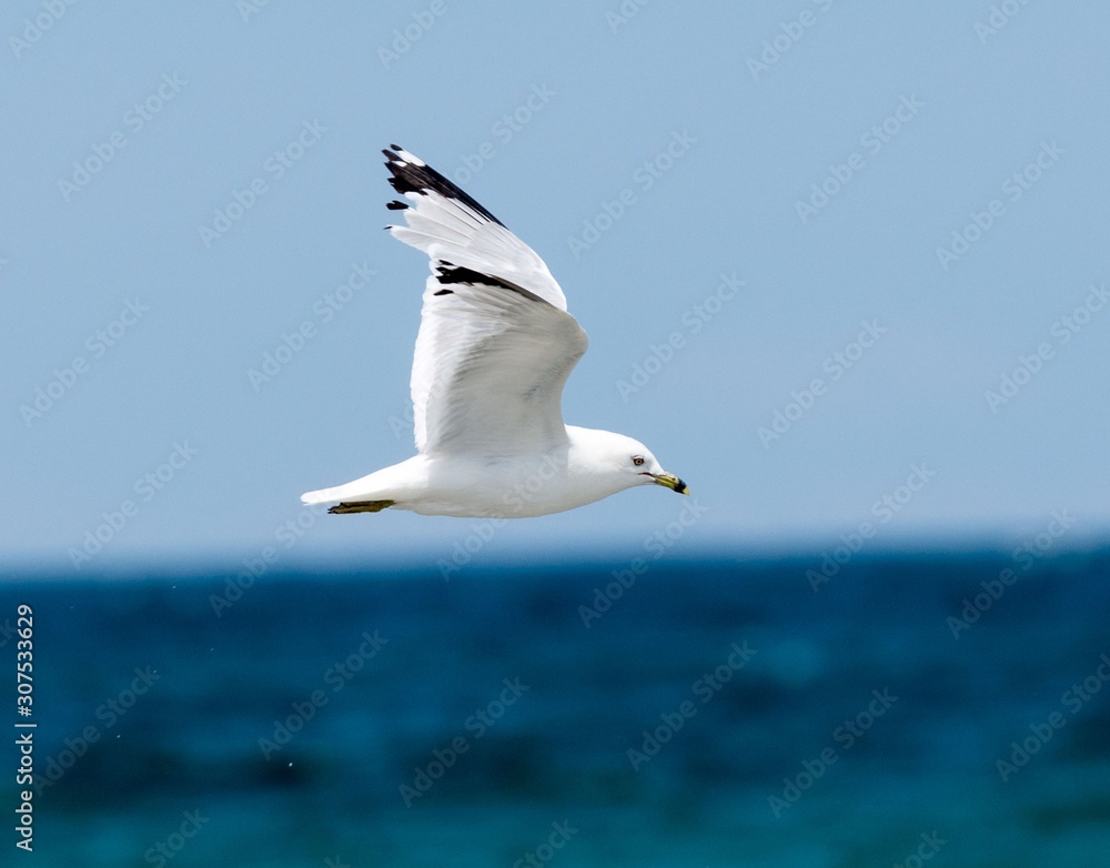 Ringed Bill Seagull in flight Ringed Bill Seagull in flight