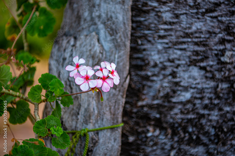 pink flowers with tree