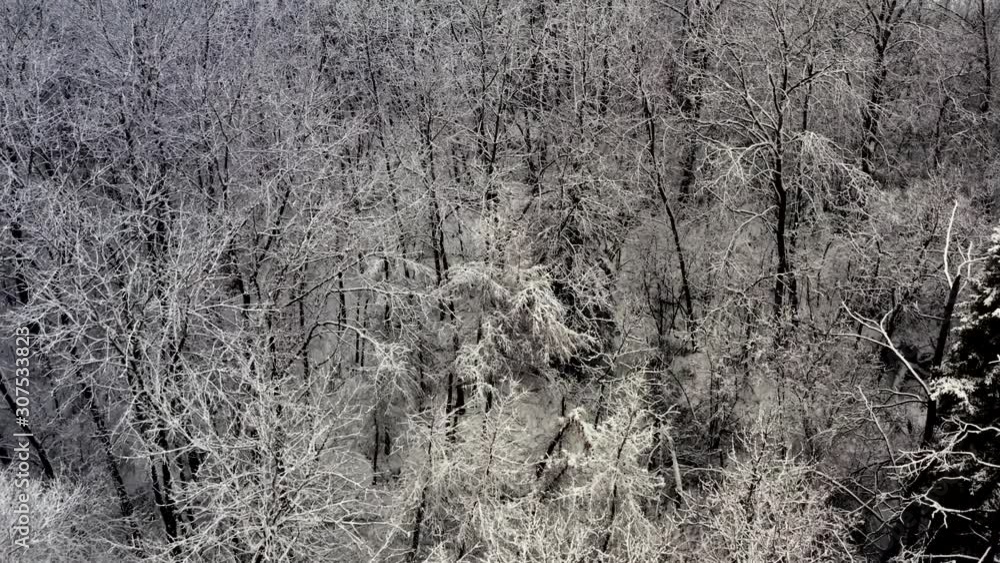A winter forest seen from above.  Aerial pan up.