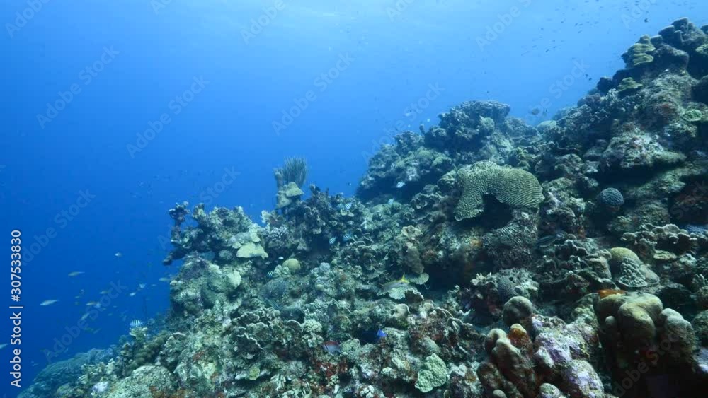 Seascape of coral reef in Caribbean Sea / Curacao with fish, coral and sponge Seascape of coral reef in Caribbean Sea / Curacao with fish, coral and sponge