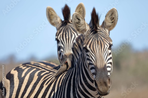 Fototapeta Naklejka Na Ścianę i Meble -  Zebra Kruger National Park