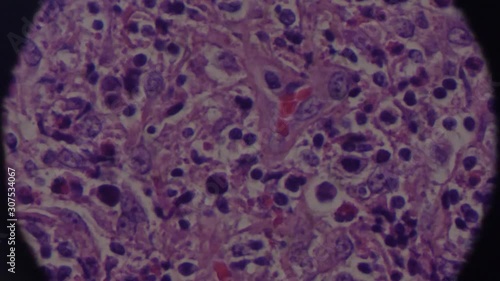 cells seen through a microscope 4k