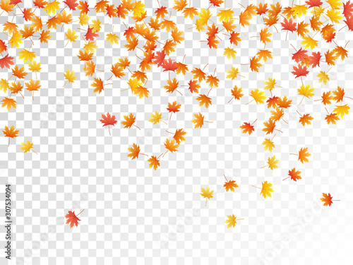 Maple leaves vector illustration, autumn foliage on transparent background.