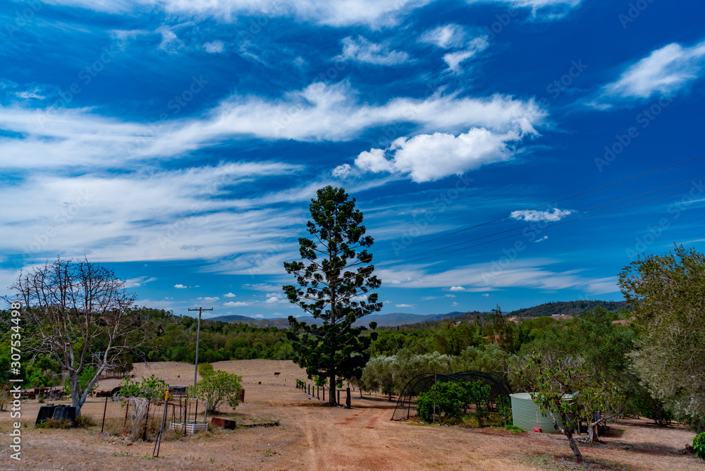 olive tree on the hill
