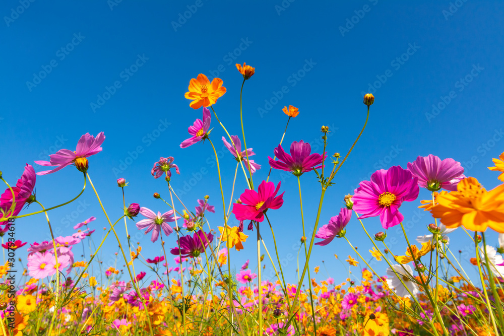 Purple, pink, red, cosmos flowers in the garden with blue sky and clouds background
