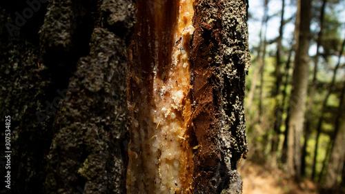 Pine sap is the main ingredient in making turpentine and other chemicals photo