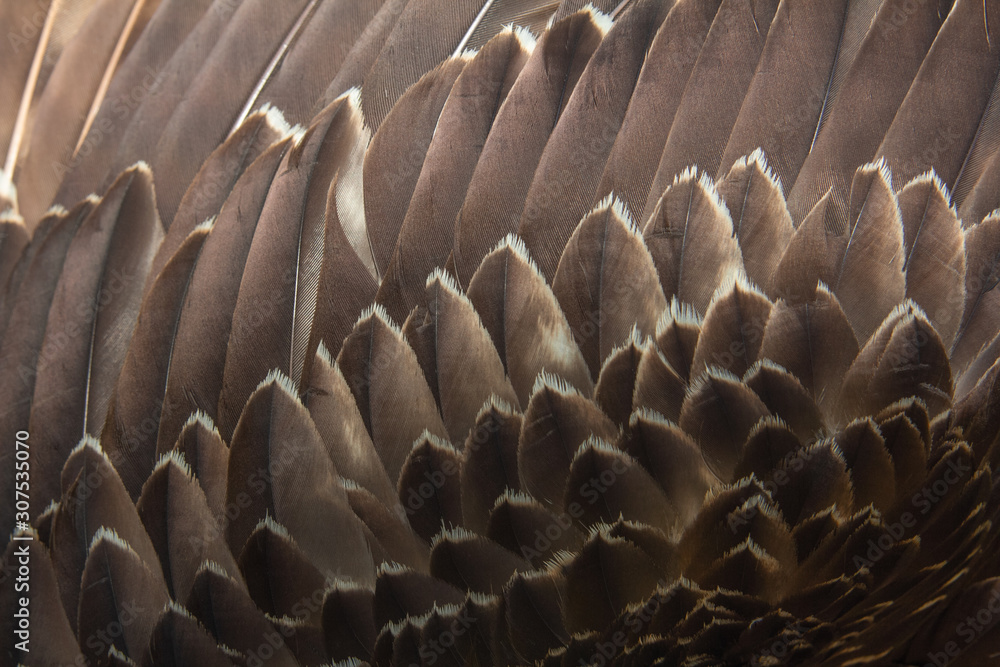Fototapeta premium Close up of beautiful Eagle feathers in nature.