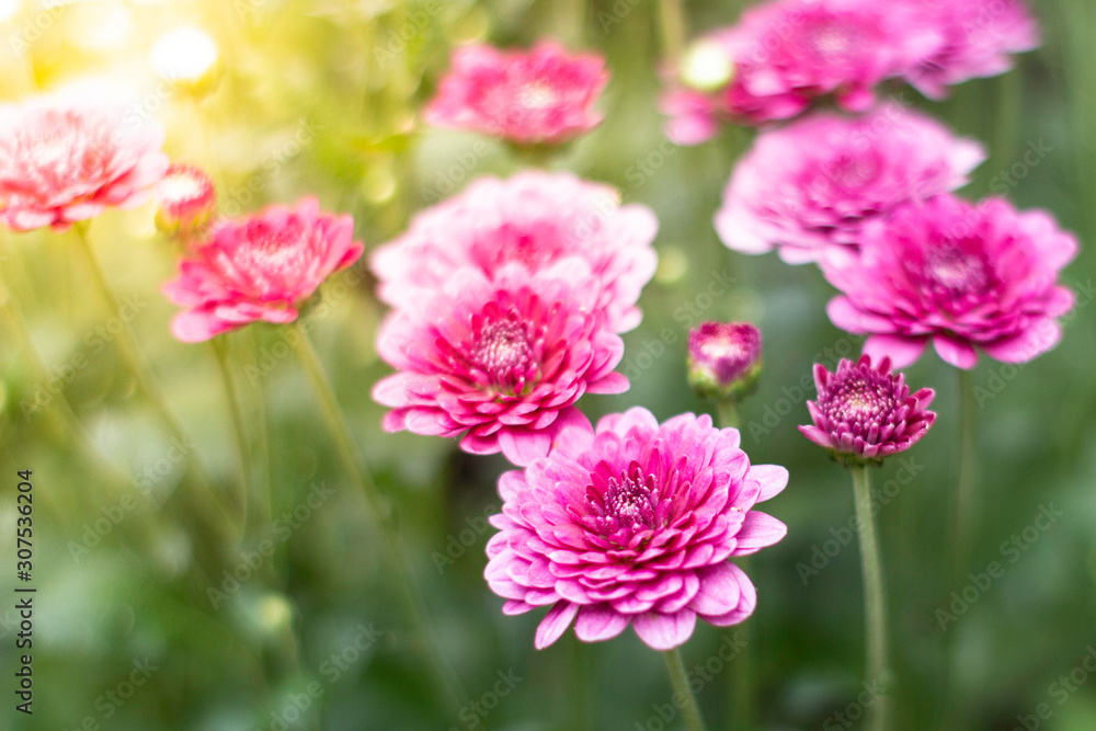 pink flowers peony flowering on background of purple peony flowers.usually blooms in morning summer pink flowers peony flowering on background of purple peony flowers.usually blooms in morning summer