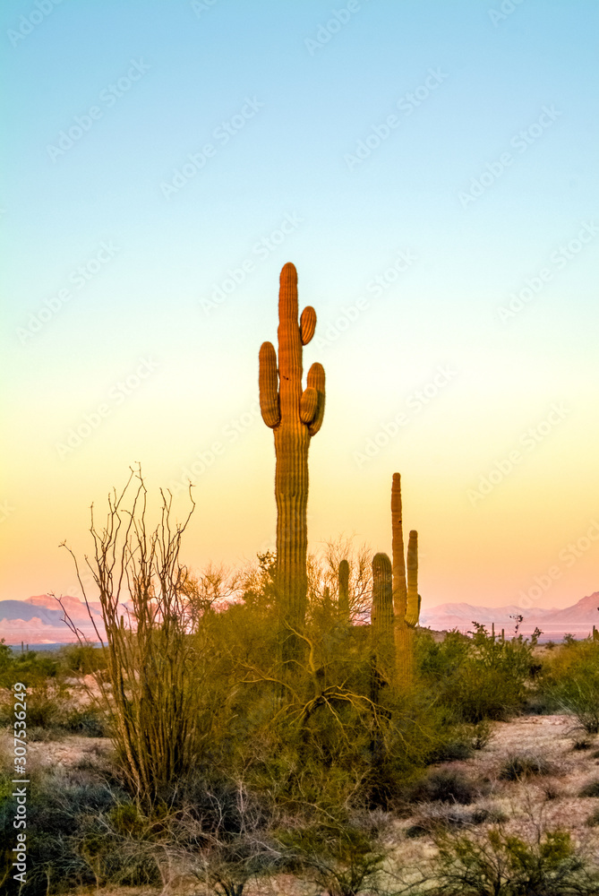 Saguaro Cactus Oasis