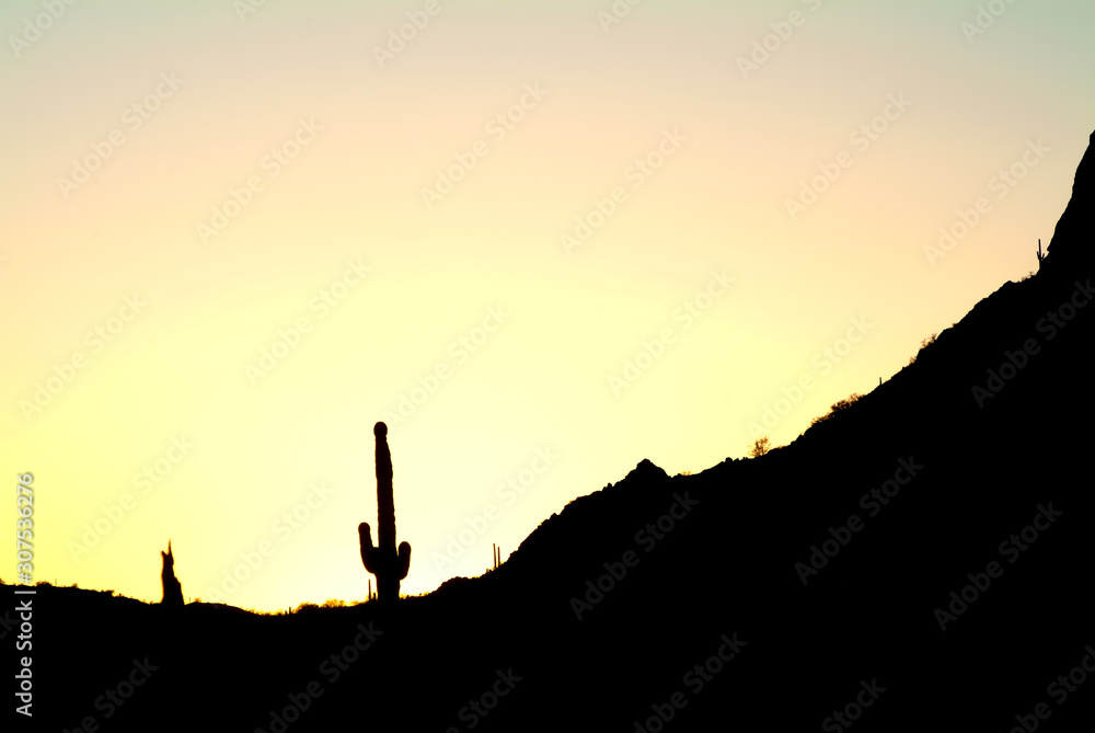 Saguaro Cactus & desert silhouette
