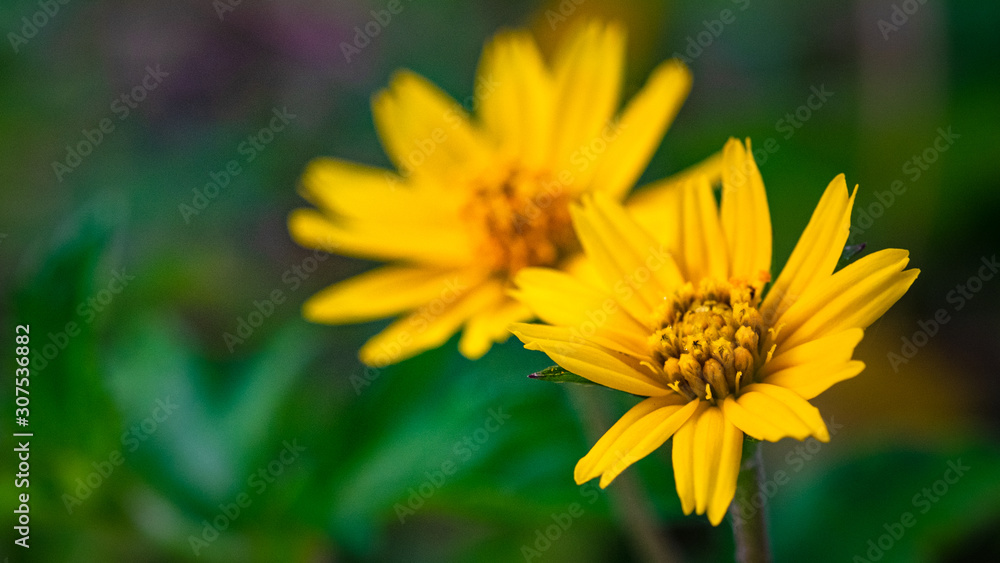 Soft Focus,Close up flower,Yellow flowers bloom in the morning Soft Focus,Close up flower,Yellow flowers bloom in the morning