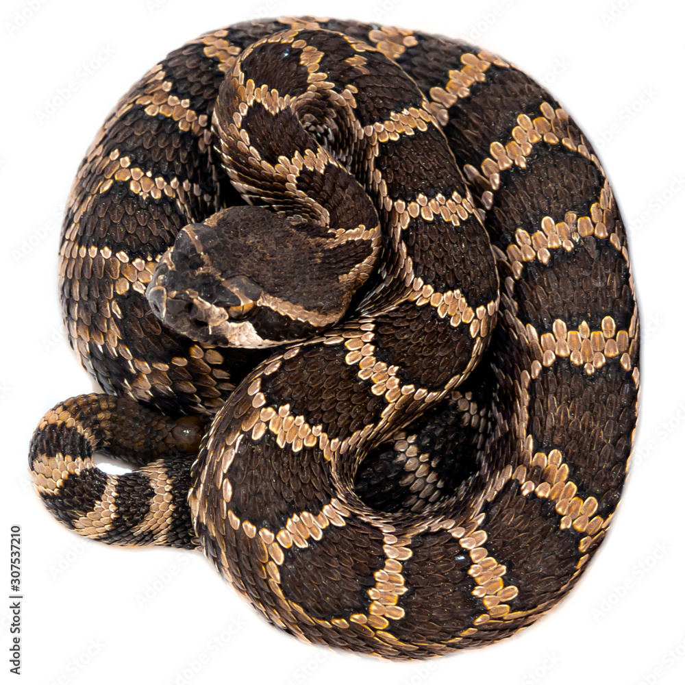 Baby Rattlesnake coiled on white Baby Rattlesnake coiled on white