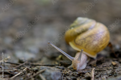 Close Up of Snail on Trail