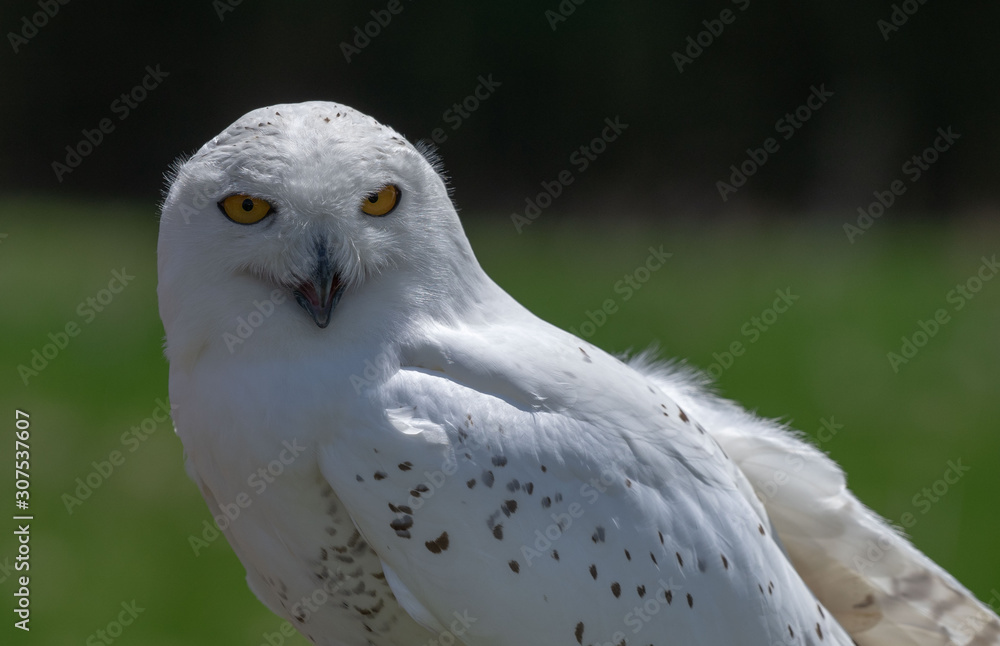Obraz premium Snowy Owl 