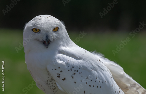 Snowy Owl 