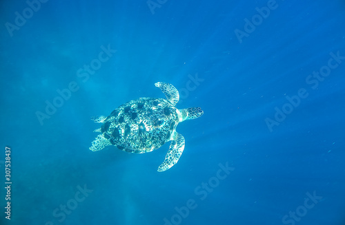 Sea turtle underwater in the Gili islands, Indonesia swimming in clear shallow waters of Lombok, Indonesia.