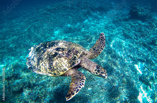 Sea turtle underwater in the Gili islands, Indonesia swimming in clear shallow waters of Lombok, Indonesia. © 365_visuals