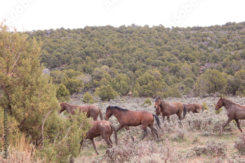Horses of the Southwest © Tonya Hance