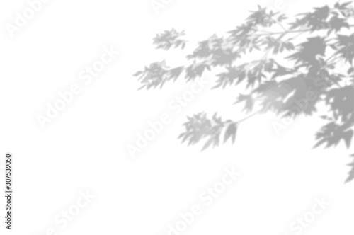 The shade of the exotic plants on the white wall. Tree leaves. Black and white image for photo overlay or mockup