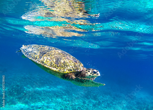 Photography Sea turtle underwater in the Gili islands, Indonesia swimming in clear shallow waters of Lombok, Indonesia
