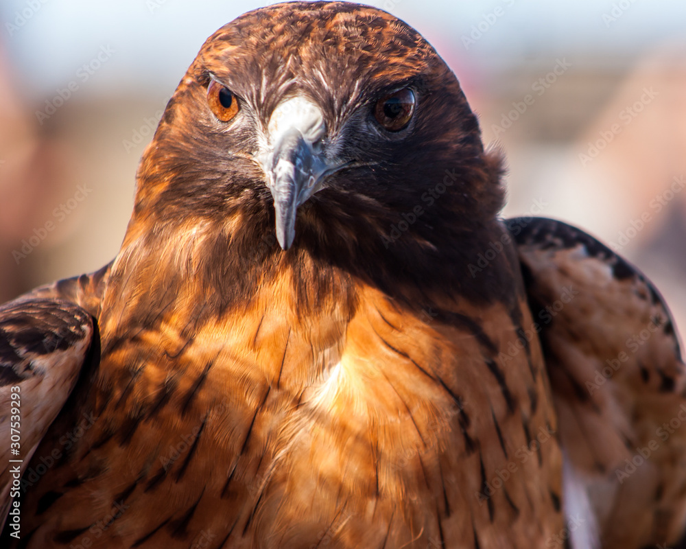 Naklejka premium Redtail Hawk close up face front 2