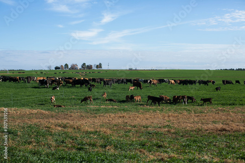 a large herd of cattle cows on a farm ranchon a bright sunny day with a blue sky