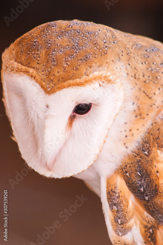 Barn Owl close up © Chad