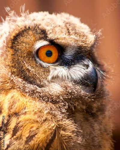 Owl Profile Closeup