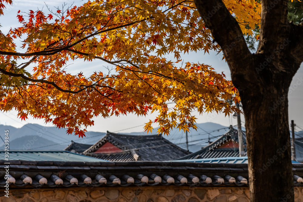 Autumn scene in Gyeongju, South Korea, maples tree leaves with traditional tile roof background Autumn scene in Gyeongju, South Korea, maples tree leaves with traditional tile roof background