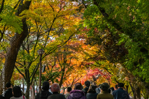 Autumn scene in Gyeongju, South Korea, crowd enjoying colorful leaves