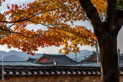 Autumn scene in Gyeongju, South Korea, maples tree leaves with traditional tile roof background
