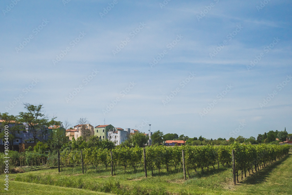 Vineyard and houses on island of Mazzorbo, by Burano, Venice, Italy