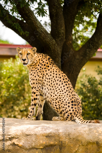 Cheetah side profile facing camera