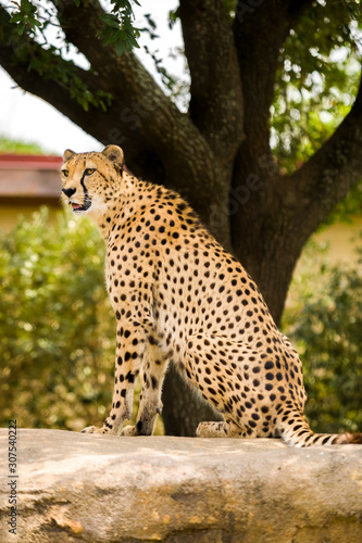 Cheetah full side profile