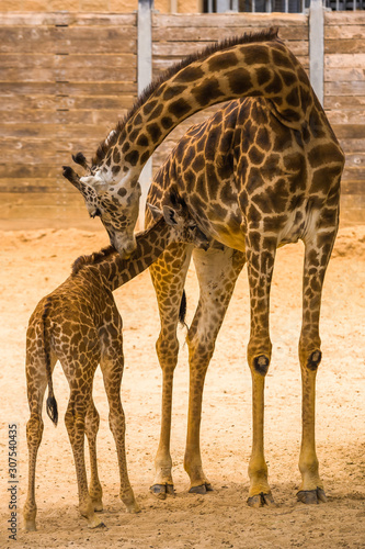 Mom and Baby Giraffe nursing