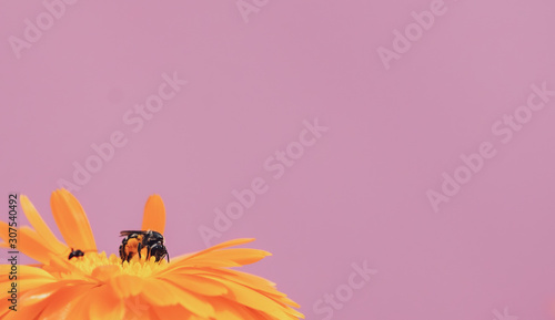 Portrait of Bee