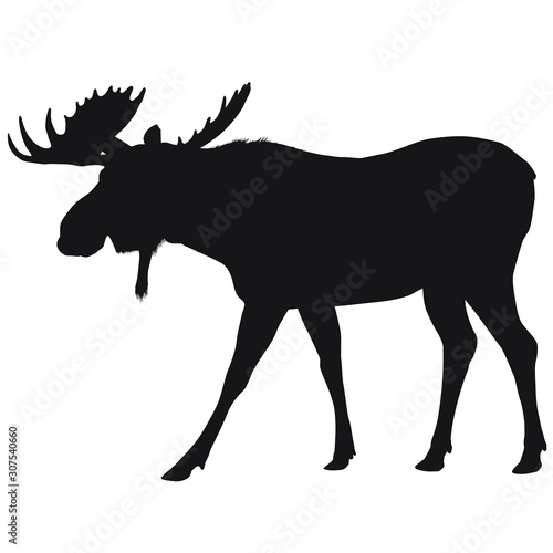 Vector silhouette of large bull moose.