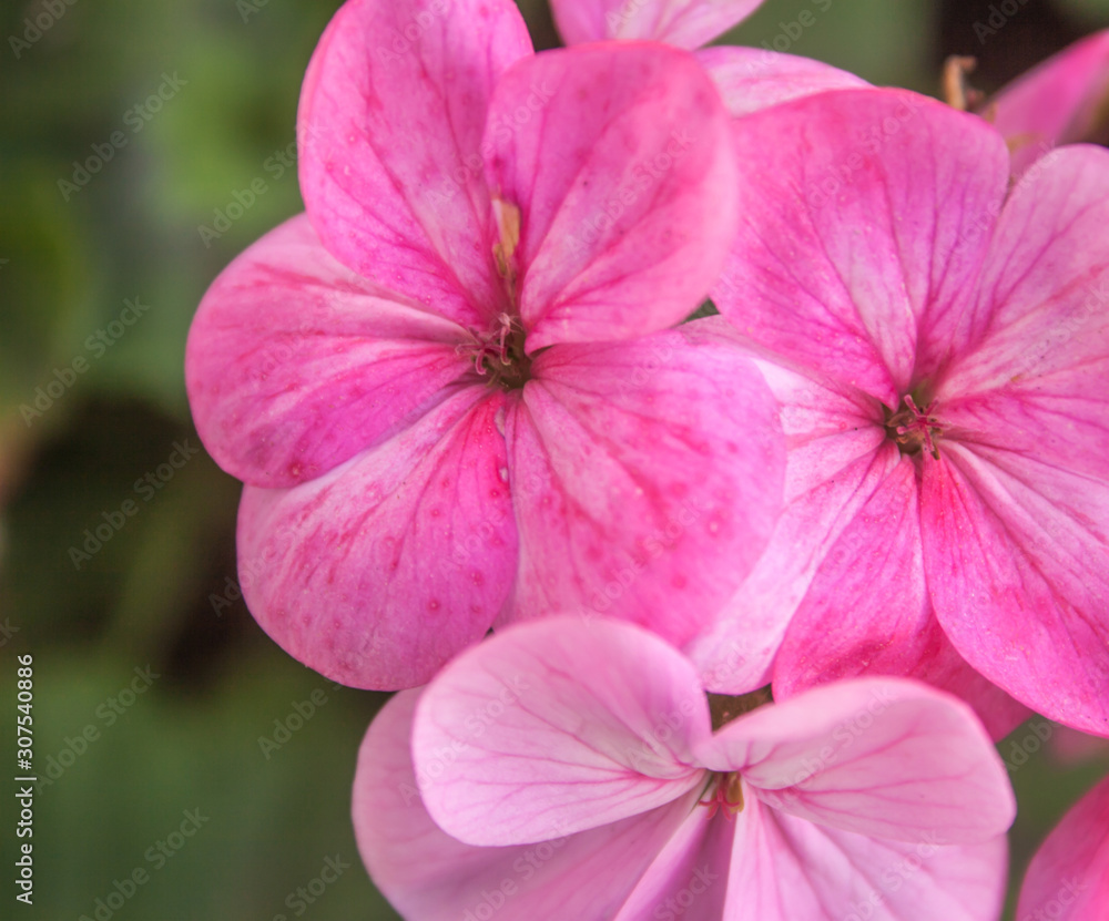 Pink Flowers Pink Flowers